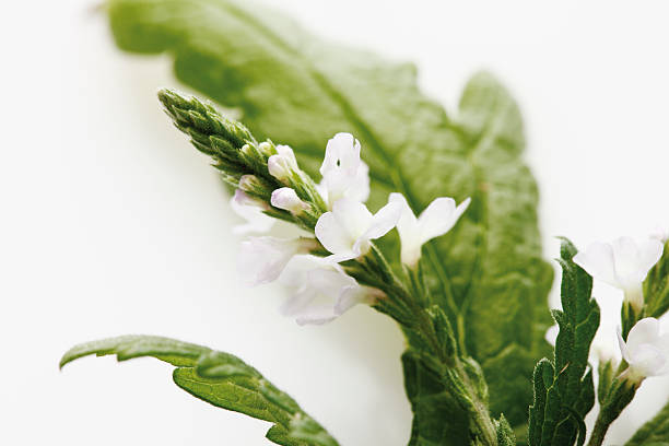 primo piano della verbena su sfondo bianco - cedrine foto e immagini stock