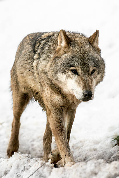 istock Close up of running wolf at snow 535967133