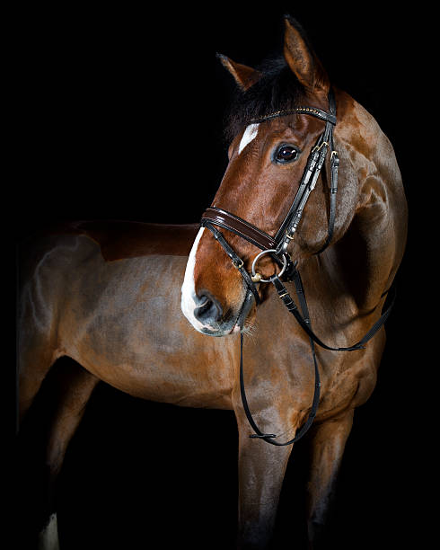 istock riding horse in the studio 535968223