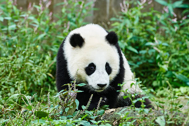 istock Panda bear cub playing Sichuan China 535970023