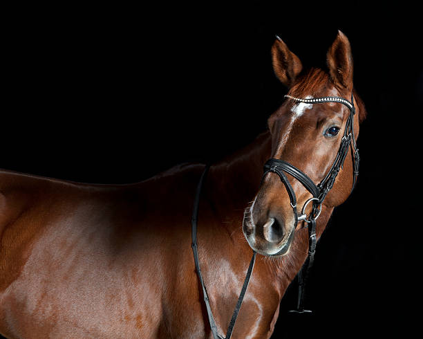 istock Oldenburg riding horse 535970389