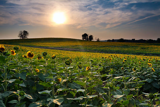 sonnenuntergang sonnenblumen - sunflower field scenics landscape stock-fotos und bilder