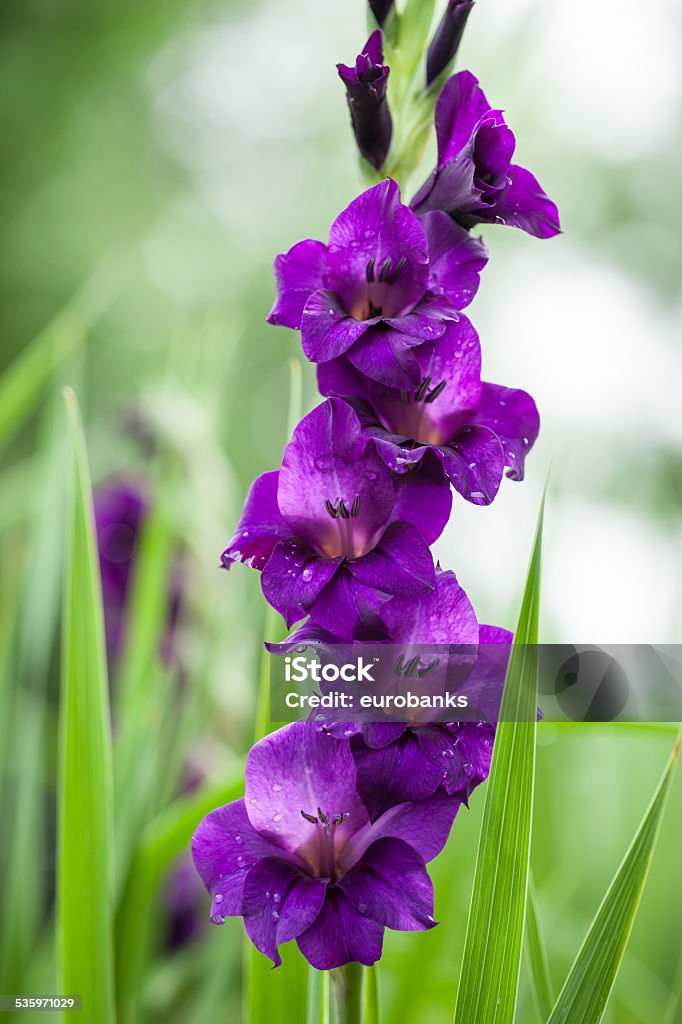 Roxo Gladíolo Flores - Fotografias de stock e mais imagens de Canteiro de  flores - Canteiro de flores, Gladíolo, 2015 - iStock