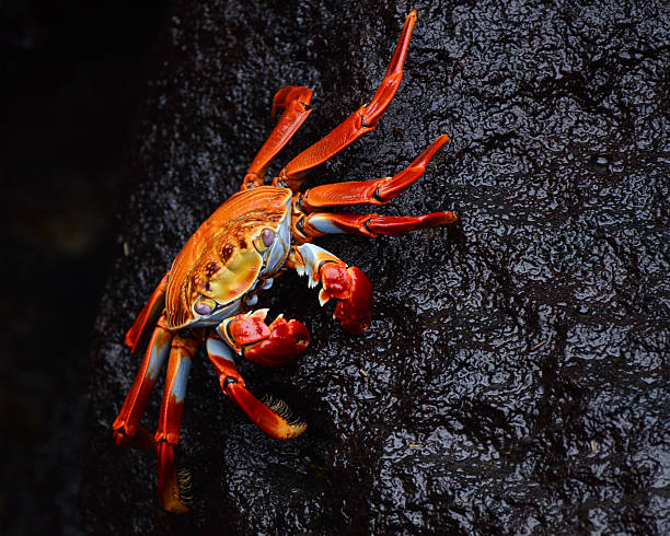 istock Sally Lightfoot crab (Grapsus grapsus) on wet black volcanic rock 535971313
