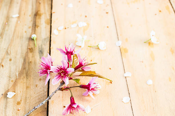 istock beautiful Thai sakura cherry blossoms background 535971769