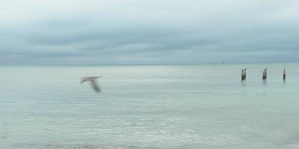 istock Lone Seagull Over Water, Key West, FL 535971881