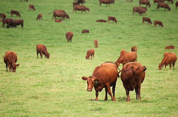 Pastured cows Brown cows graze outdoors in lush green pasture. grass fed stock pictures, royalty-free photos & images