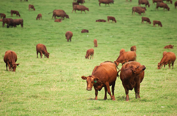 Pastured krowy – zdjęcie