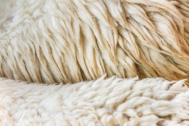 istock The texture design with fleece. 535982069