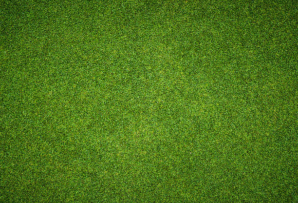 hermoso patrón de hierba verde campo de golf - grass fotografías e imágenes de stock