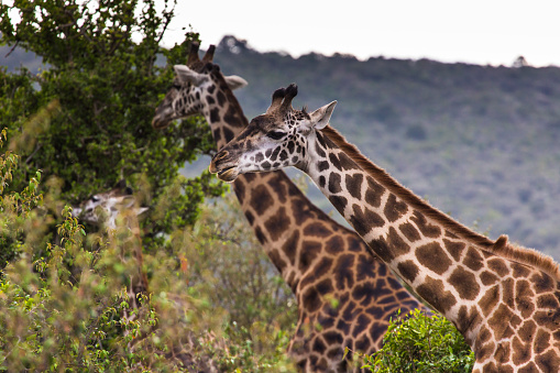 Jirafa en safari salvaje drive, Kenia. photo