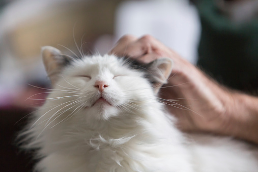 Lap cat receiving pets from elderly man