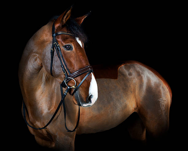 istock Holsteiner horse with bridle 535985503