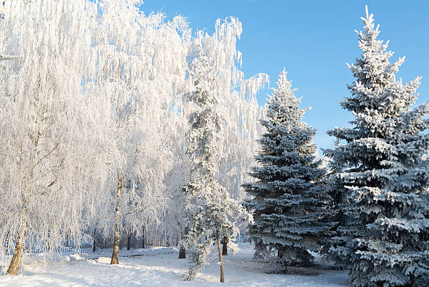 istock beautiful winter forest on sunny day 535985557