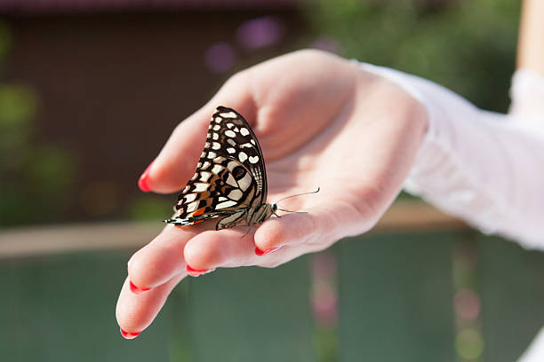 istock Hand of a bride with a buttefly 535986017