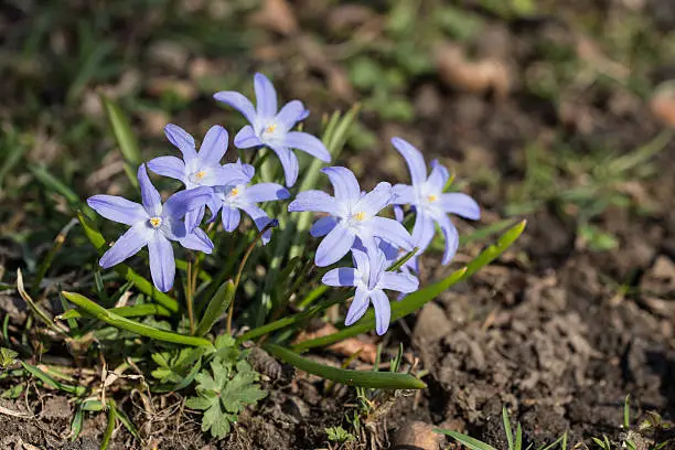 blue flowers chionodoxa in spring close up