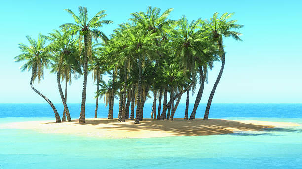 istock palm trees on tropical beach 535986585