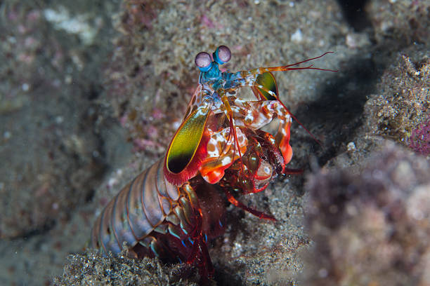 istock Peacock mantis shrimp - Onondactylus Chiragra 535987879