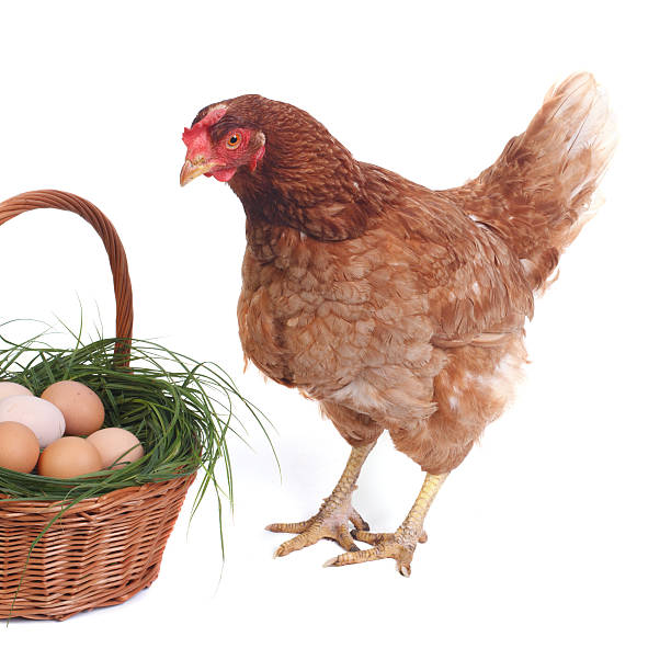 istock Surprised beautiful brown chicken near the basket with eggs 535988083