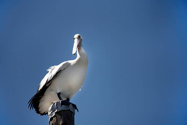 istock Pelican on pole - Gold Coast broadwater 535988121