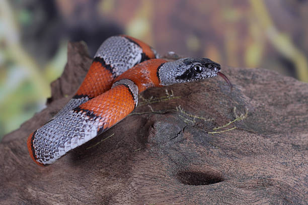 istock picture of a false coral snake 535988609