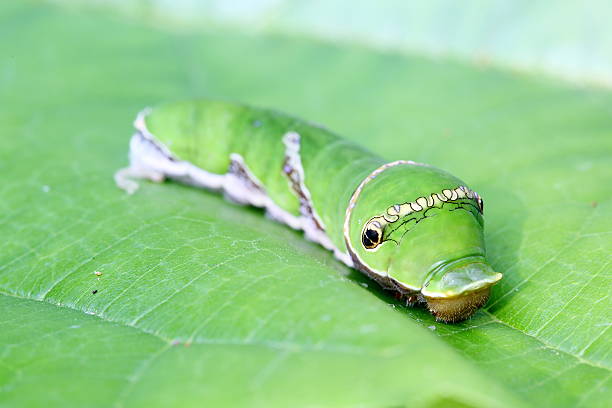 istock Horn worm,Green caterpillar eating the leaves,isolate 535989865