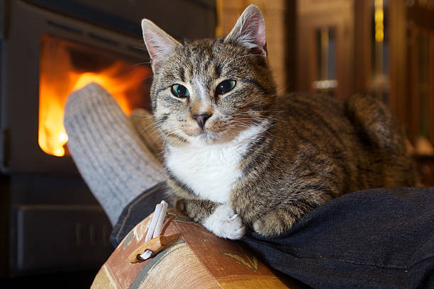 istock feet in stockings with cat by the fireplace 535990585
