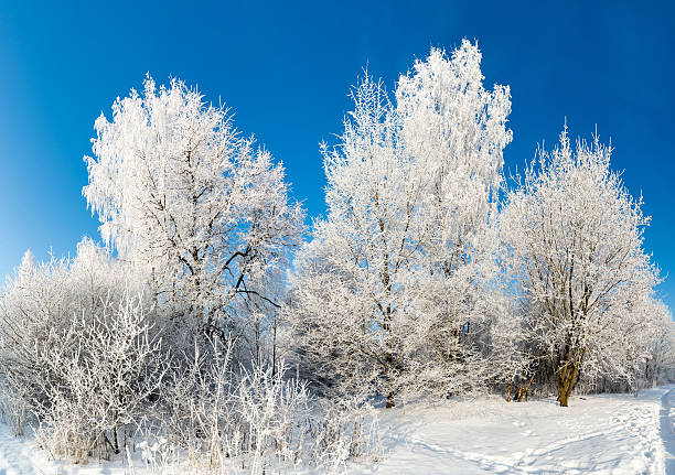 istock beautiful winter forest on sunny day 535990975
