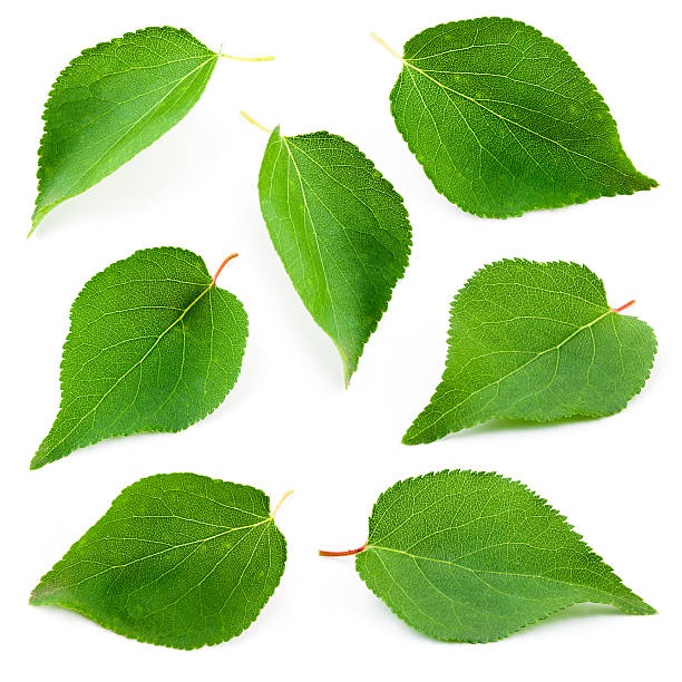 istock Apricot leaves isolated on white background 535991085