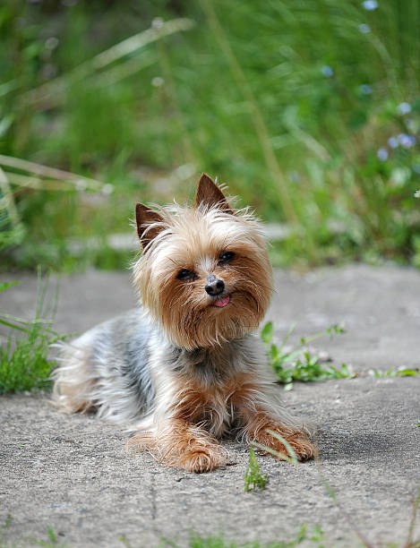 istock little dog breed Yorkshire 535991225