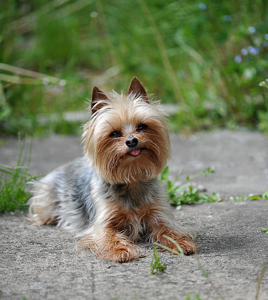 istock little dog breed Yorkshire 535991227