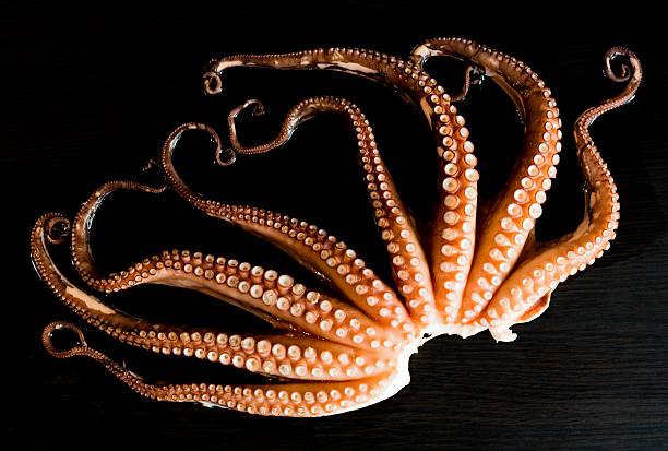 istock Tentacles of boiled octopus on dark table 535991377