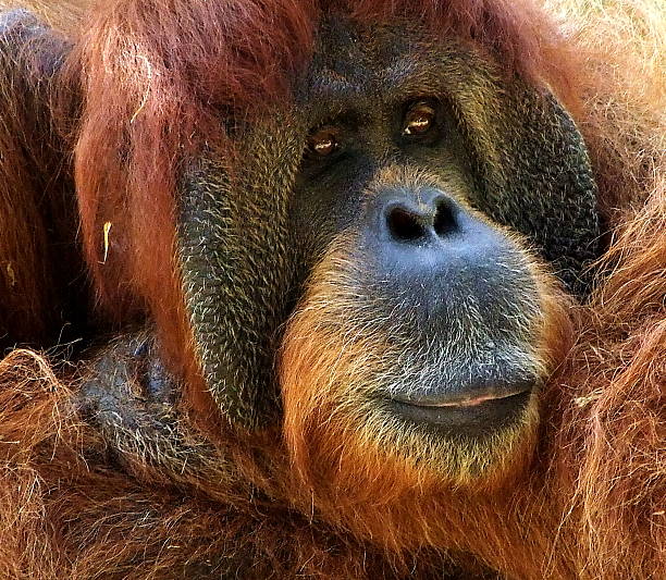 Mail Order Monkey 250+ Mail Monkey Stock Photos, Pictures & Royalty-Free Images - iStock