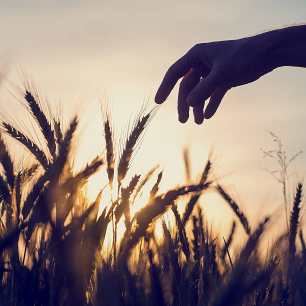 istock Man reaching out to touch wheat ears 535992817