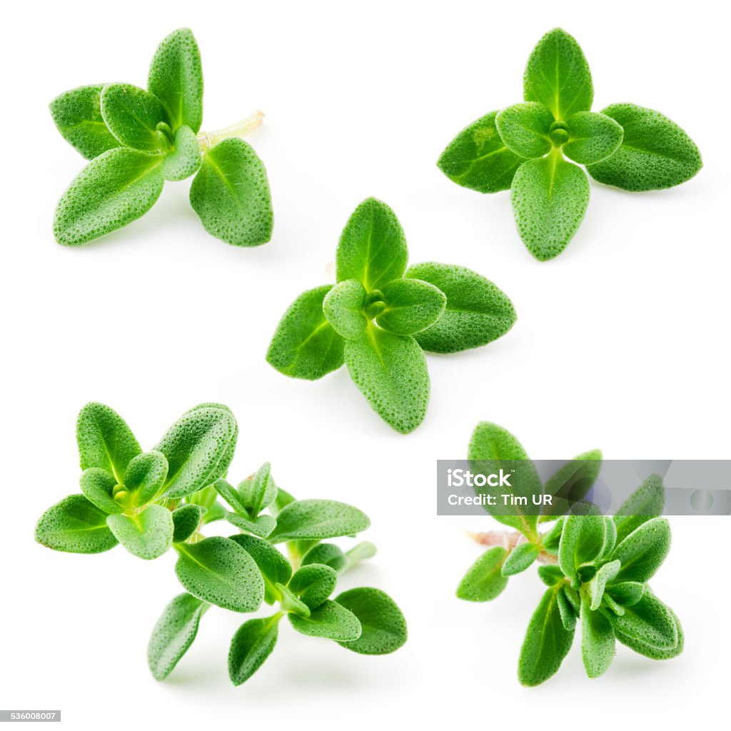 Thyme isolated on white background. Macro Thyme Stock Photo