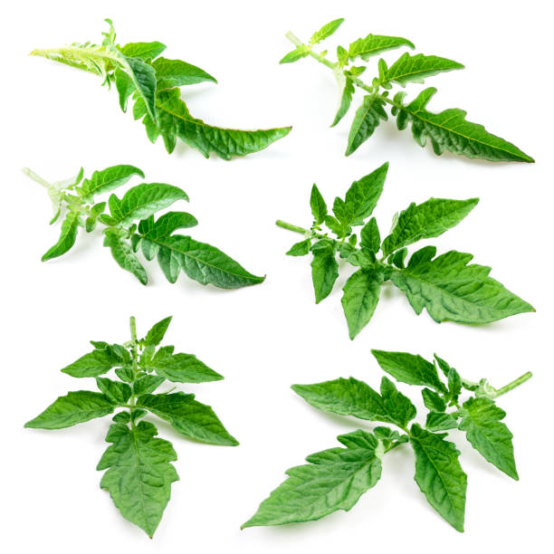 Tomato leaves isolated on white, collection