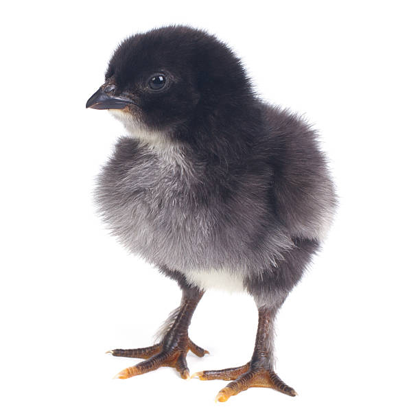 istock Small black fluffy chicken isolated on white . close-up 536008849