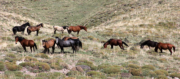 caballo - barb horse fotografías e imágenes de stock