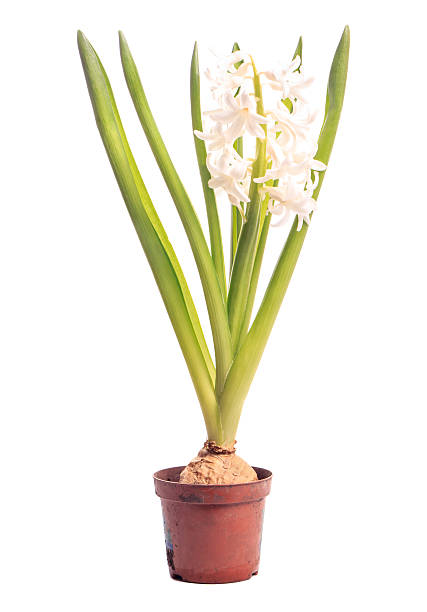 istock Hyacinth in a pot isolated on white background 536009041