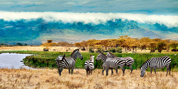 istock Zebras of Ngorongoro crater 536009663