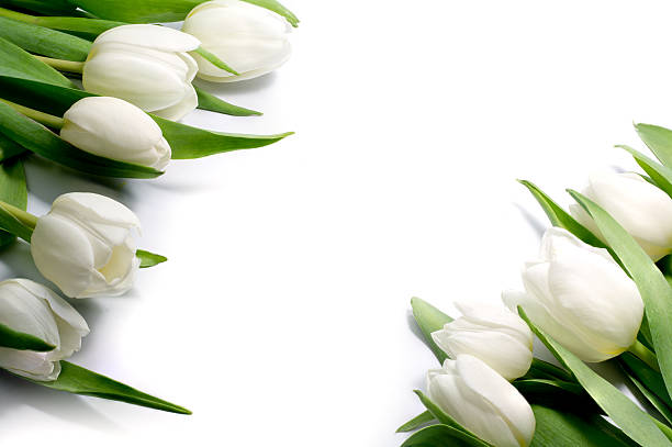 istock white tulips in two corners, isolated on white background 536009953