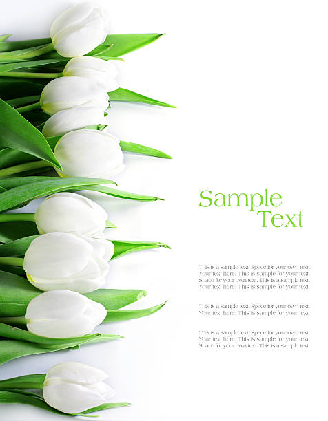 tulips in a row, isolated on white tulips in a row, isolated on white, background can be used vertically or horizontally, sample text white tulips stock pictures, royalty-free photos & images