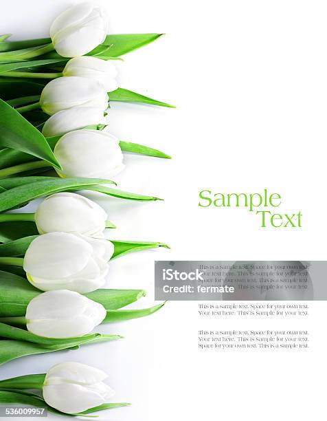 Tulips In A Row Isolated On White Stock Photo - Download Image Now - White Color, Tulip, White Background