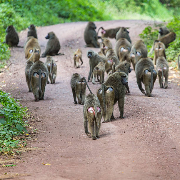 istock Group of Baboon monkeys in African bush. 536010039