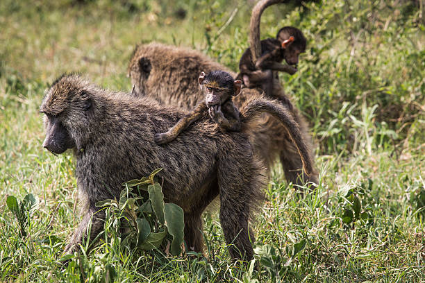 istock Baboon mother walking through the savannah 536011195
