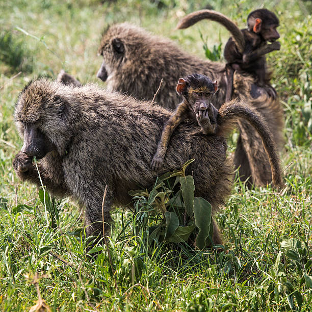 istock Baboon mother walking through the savannah 536011197