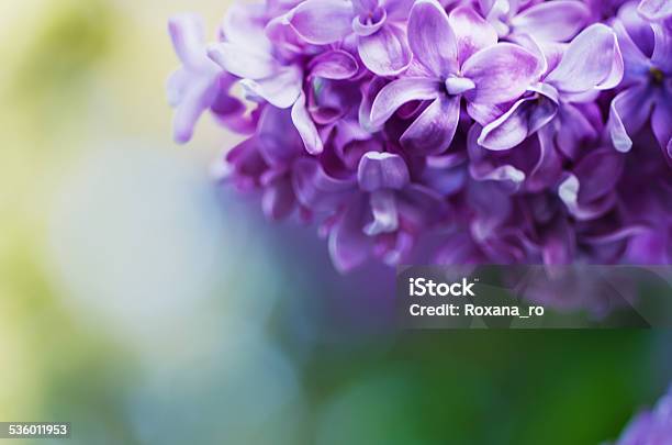 Lilac Flowers Background Stock Photo - Download Image Now - 2015, Backgrounds, Beauty In Nature