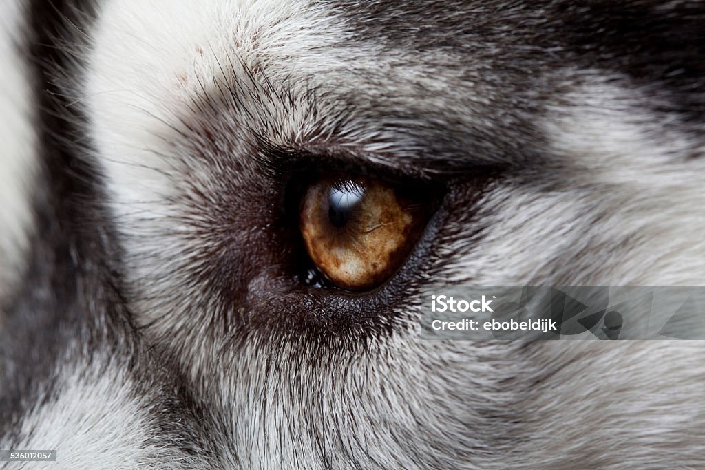 Siberian Husky Close up of Siberian Husky puppy eye. 2015 Stock Photo