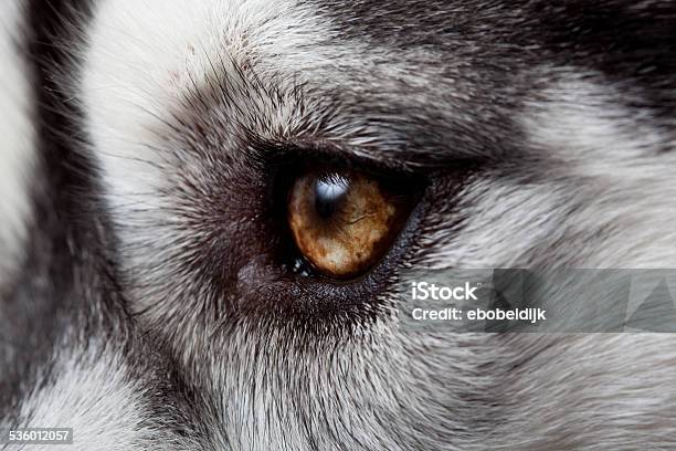 Siberian Husky Stock Photo - Download Image Now - 2015, Activity, Alaskan Culture