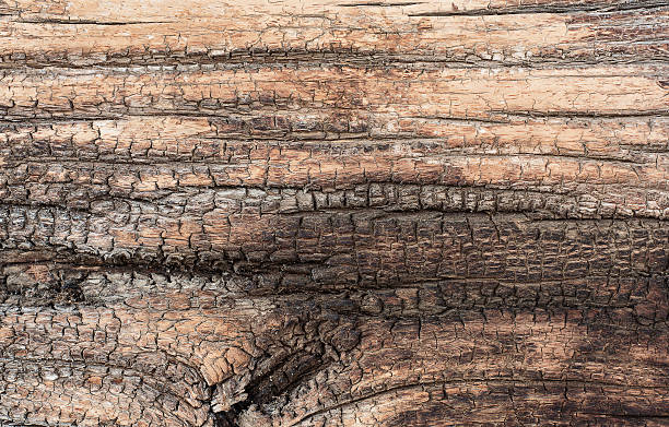 istock texture of bark wood use as natural background 536012991
